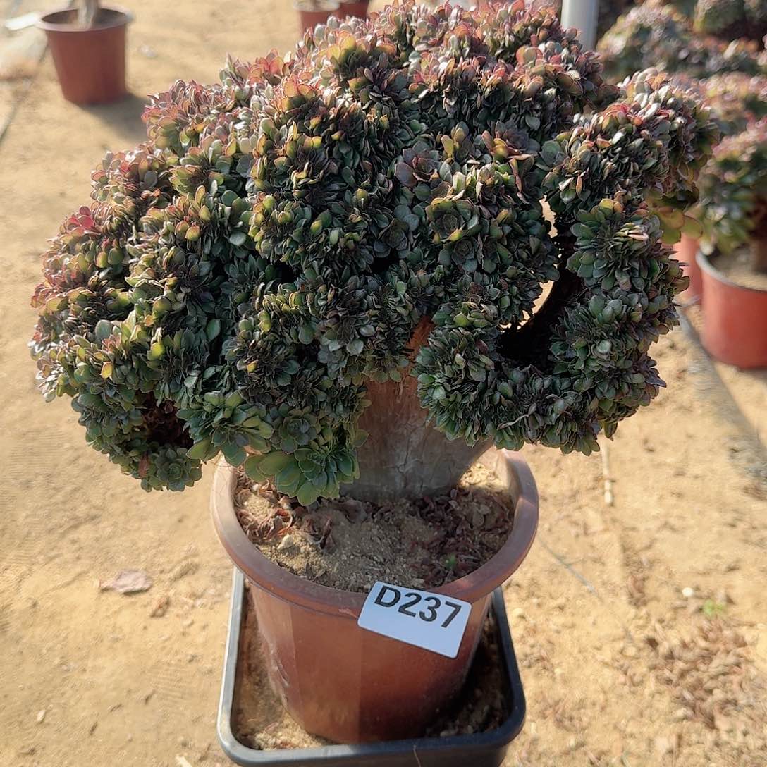 237万缀一颗呀呀