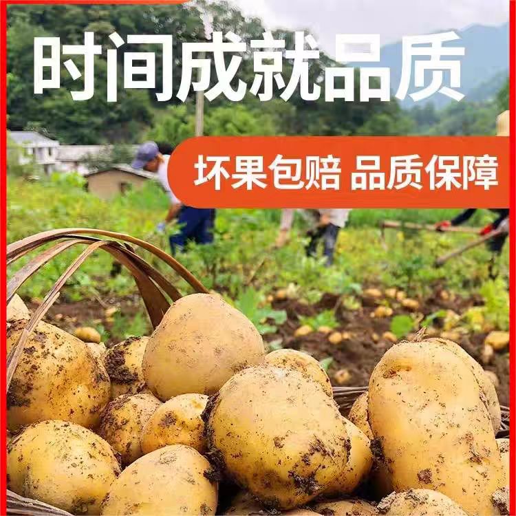 新鲜黄皮黄心土豆新鲜现挖马铃薯当季蔬菜农家小土豆包邮
