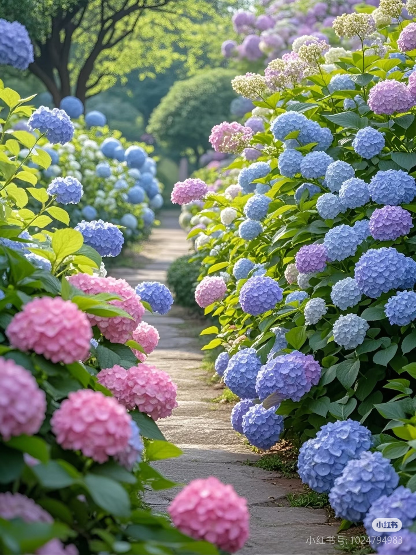 绣球花《新老枝开花》苗庭院阳台盆栽大花重瓣可调色