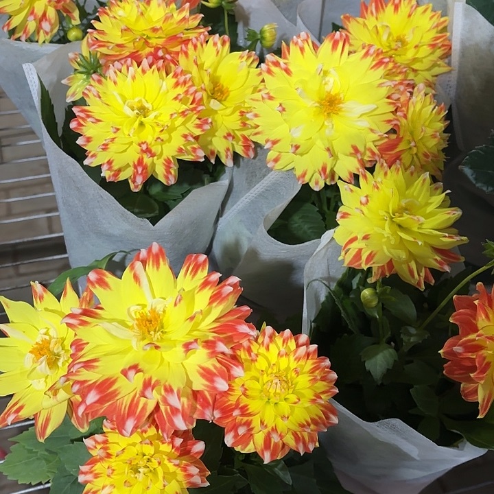 全部花苞黄金甲小丽花