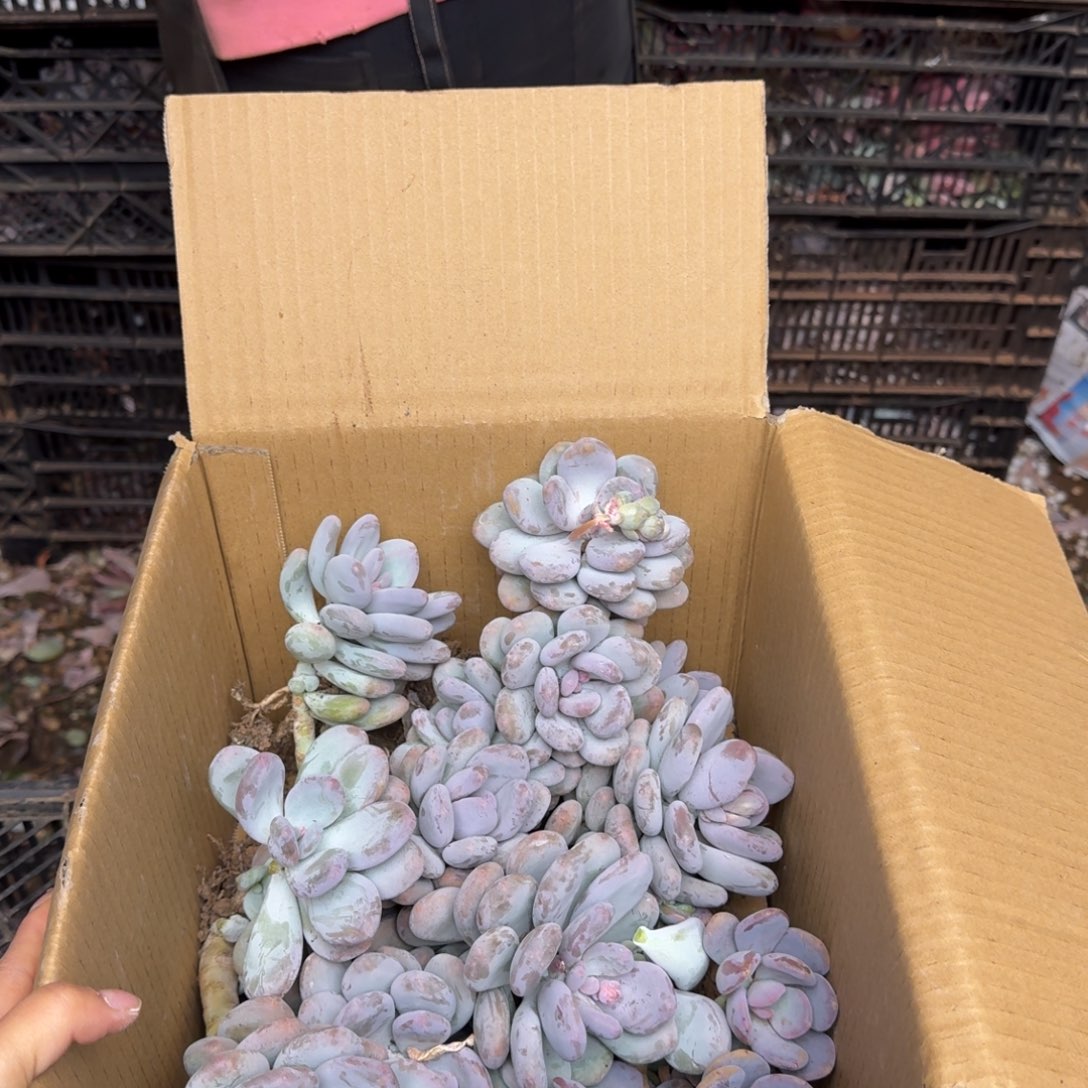 情***¹多肉砍头 不包损0977