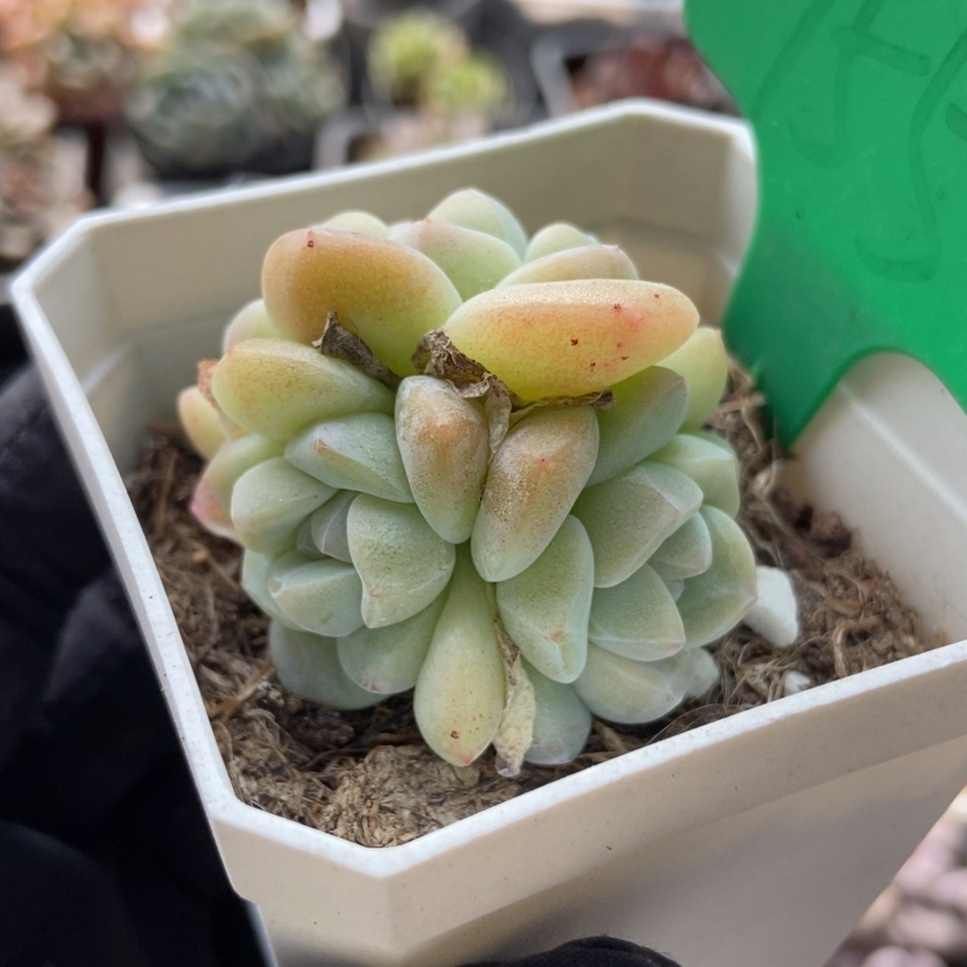 755冰玉多肉植物保护
