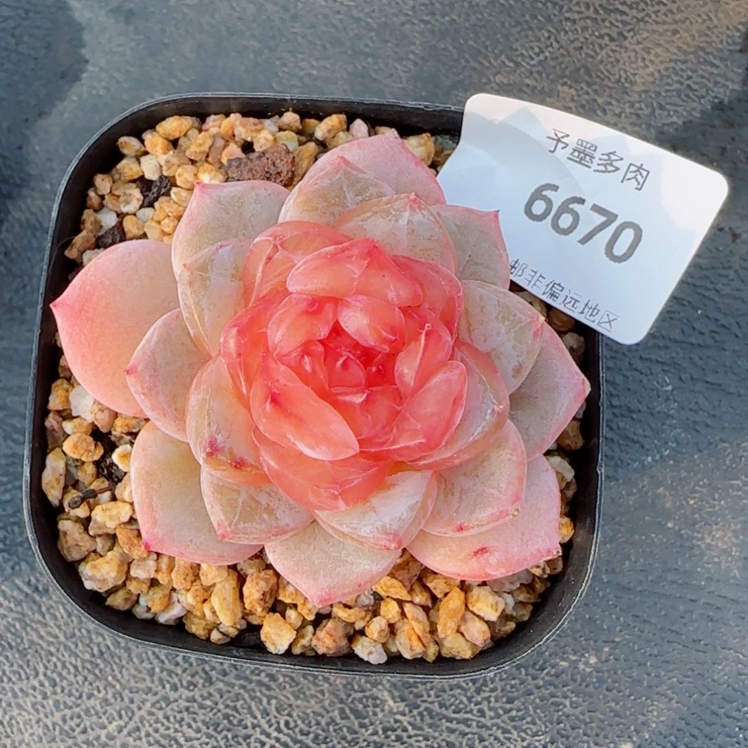 孤品珍妮，6670多肉植物