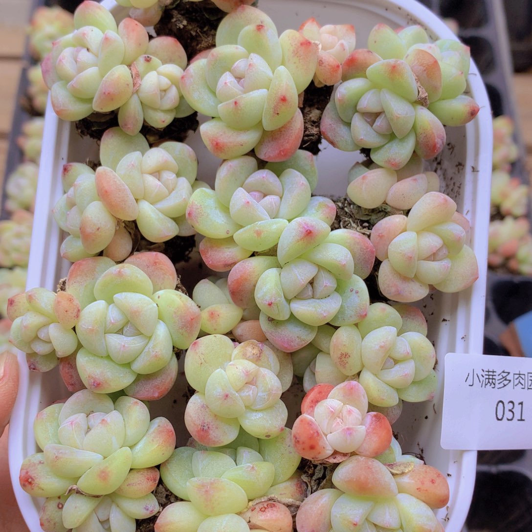 我也不知道我为什么要031