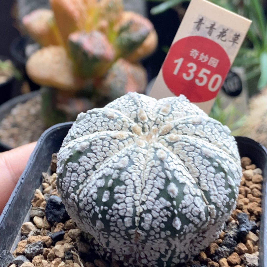 实生鸾凤超兜4.7cm