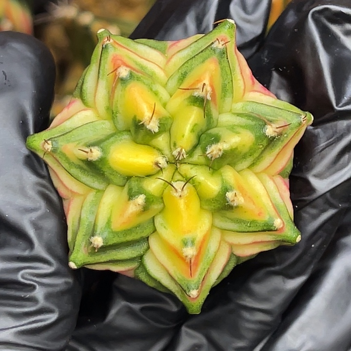 七棱大胖臀 一物一拍