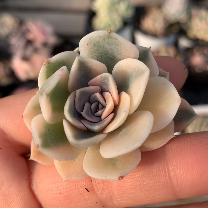 汉堡锦多肉植物和
