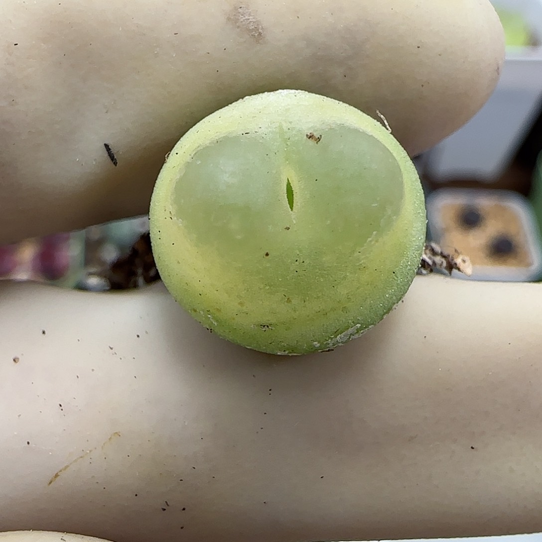 833日系大红拉登