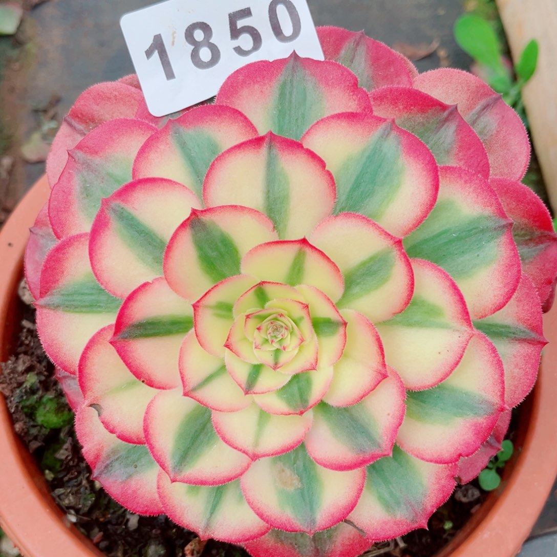 荔枝多肉发货发货