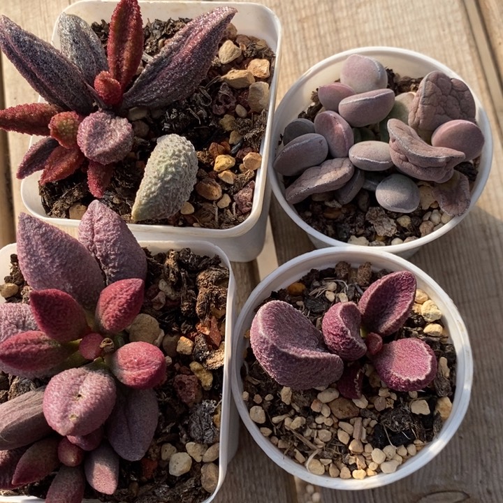 2734大颗水泡组合四颗