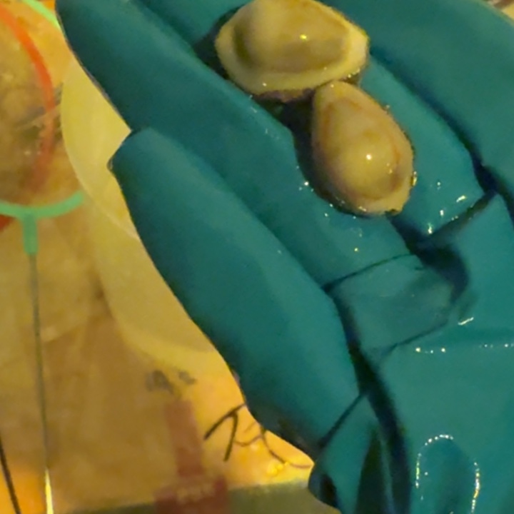 清***记奶嘴海葵金环2222222