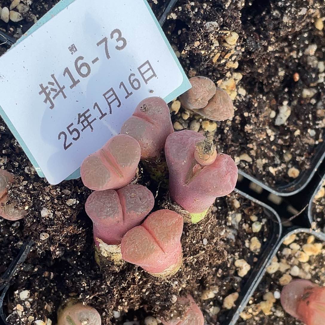 爱***桃16-73肉锥多肉植物