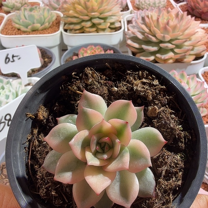 粉爱丽锦多肉植物