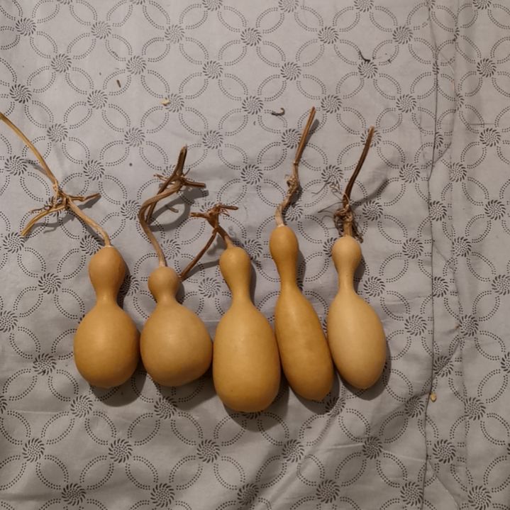 ****街自然葫芦专拍链接