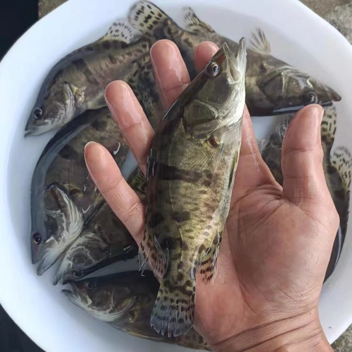 鳜鱼苗桂花鱼苗白鳜淡水养殖食用翘嘴鳜大眼鳜红纹鳜肉食活体养殖