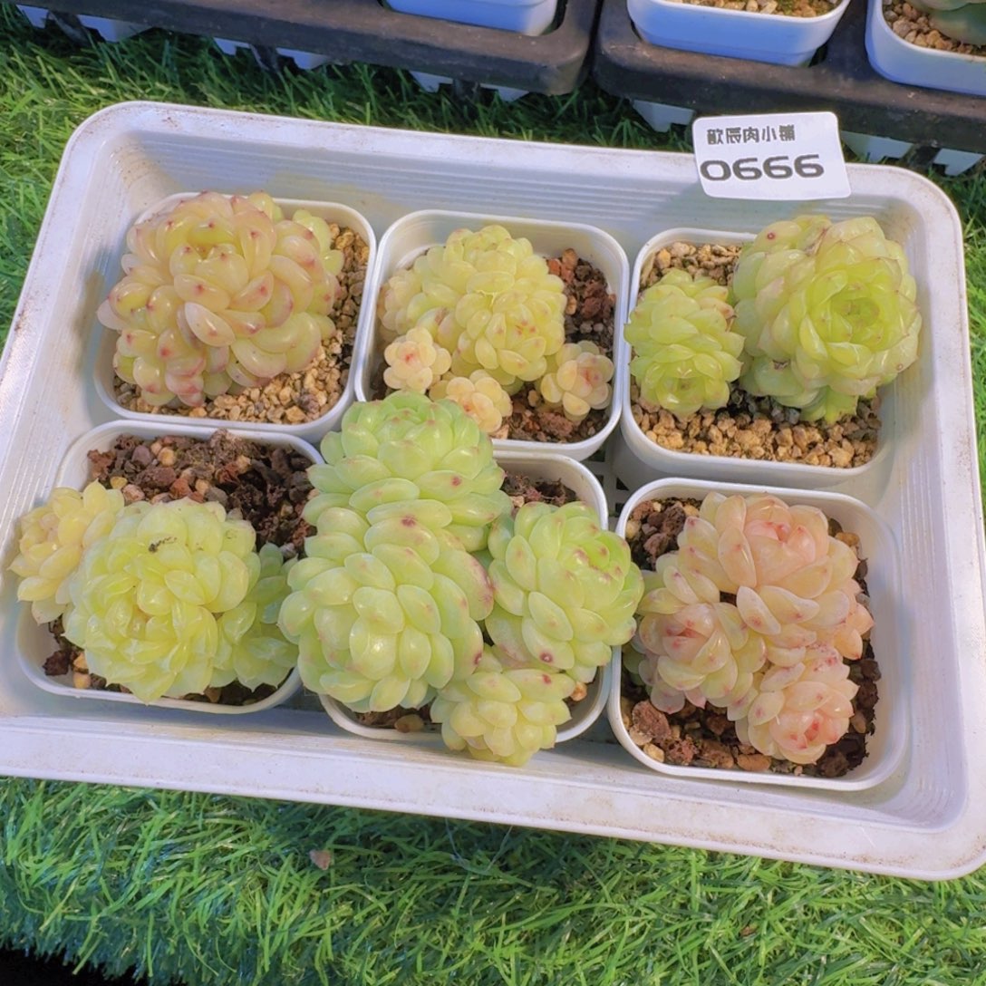 夕****多肉植物杂交一筐0666