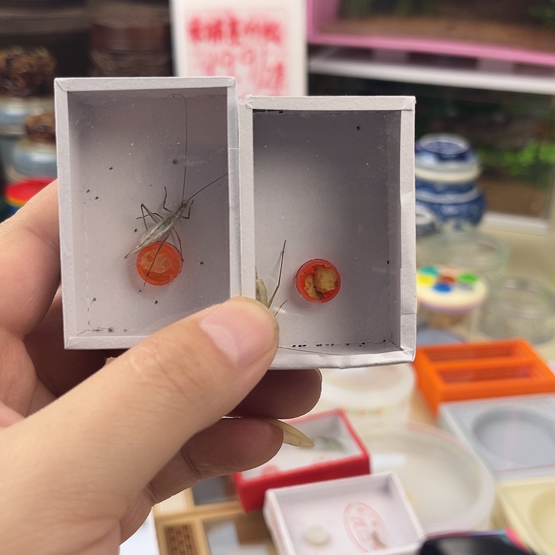 琳****一个紫竹一个柬埔寨