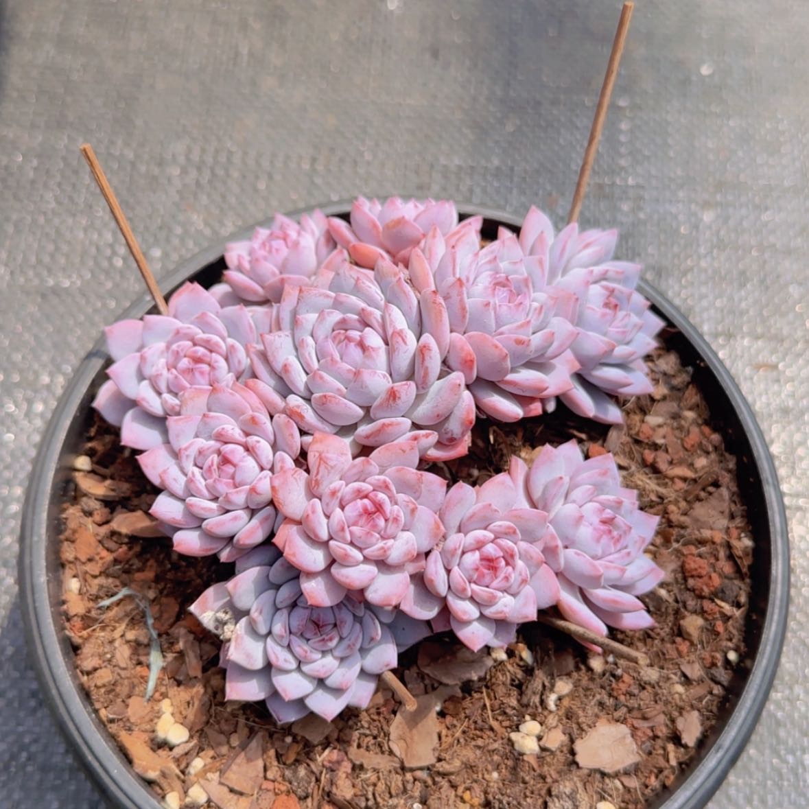 【闪购商品】星星橙群生49.9
