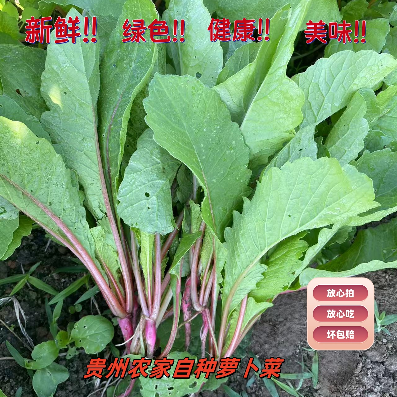 贵州农家自种新鲜萝卜菜清炒凉拌萝卜菜新鲜蔬菜包邮