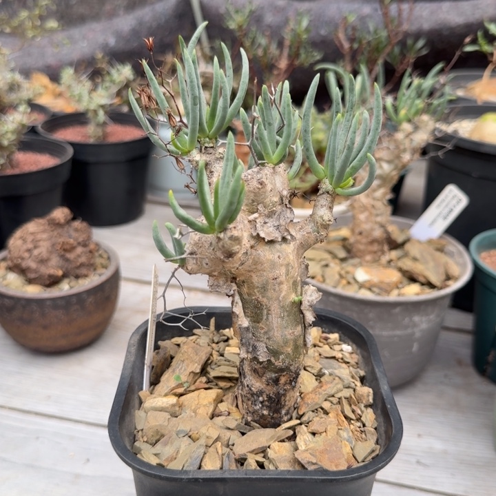 万物想(满28包邮)