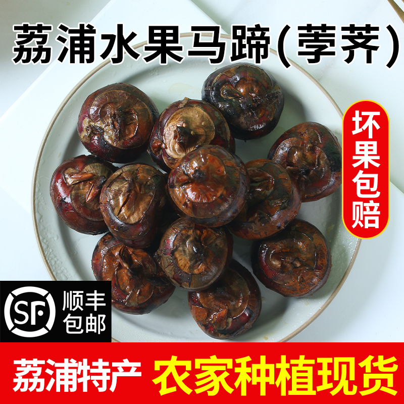 【顺丰包邮】荔浦马蹄广西特产新鲜5斤荸荠水果中大号香甜清脆地梨