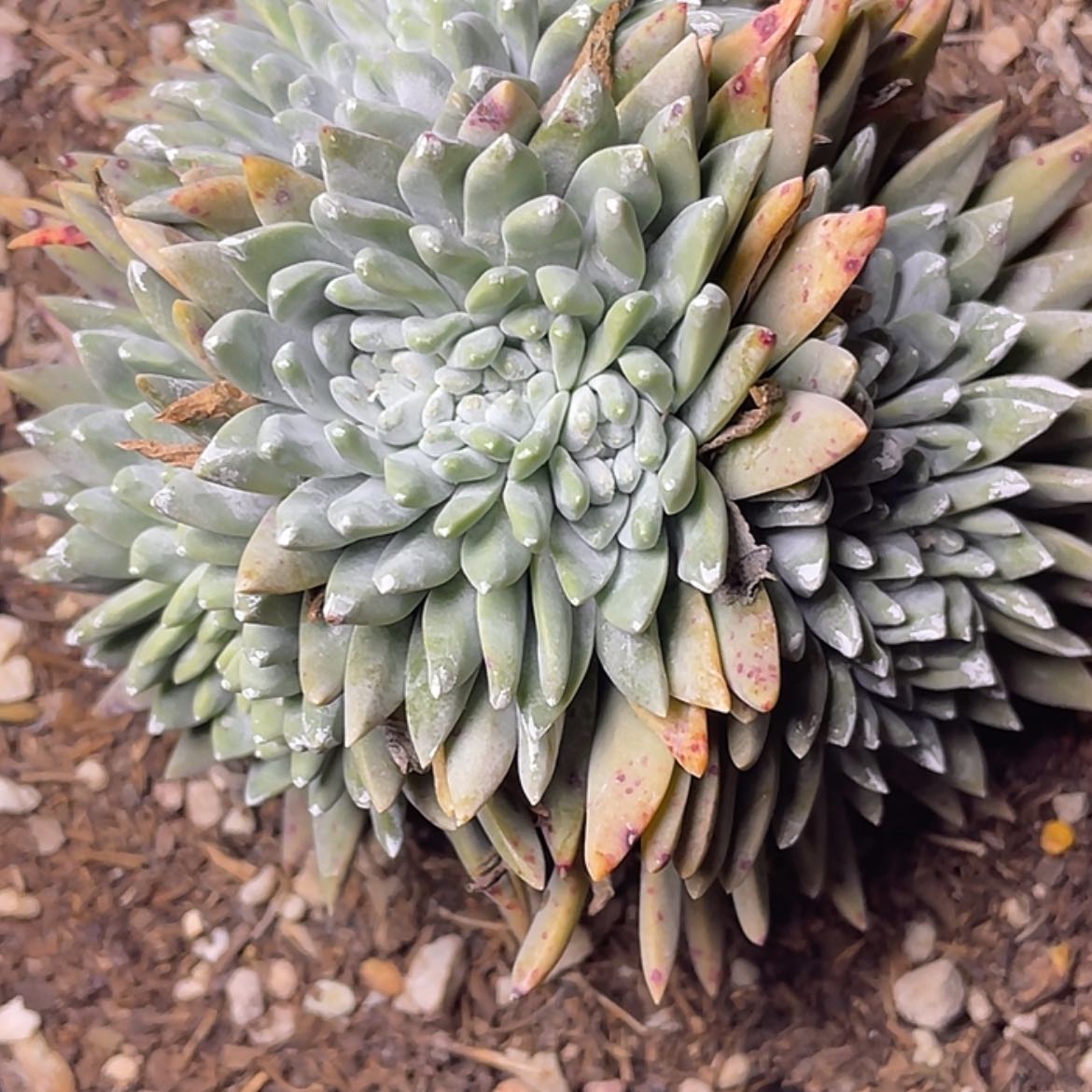 【闪购商品】白菊苹果叶缀化