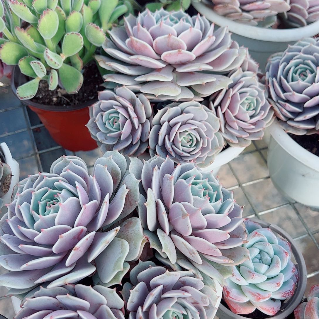 露娜莲多头群生老桩