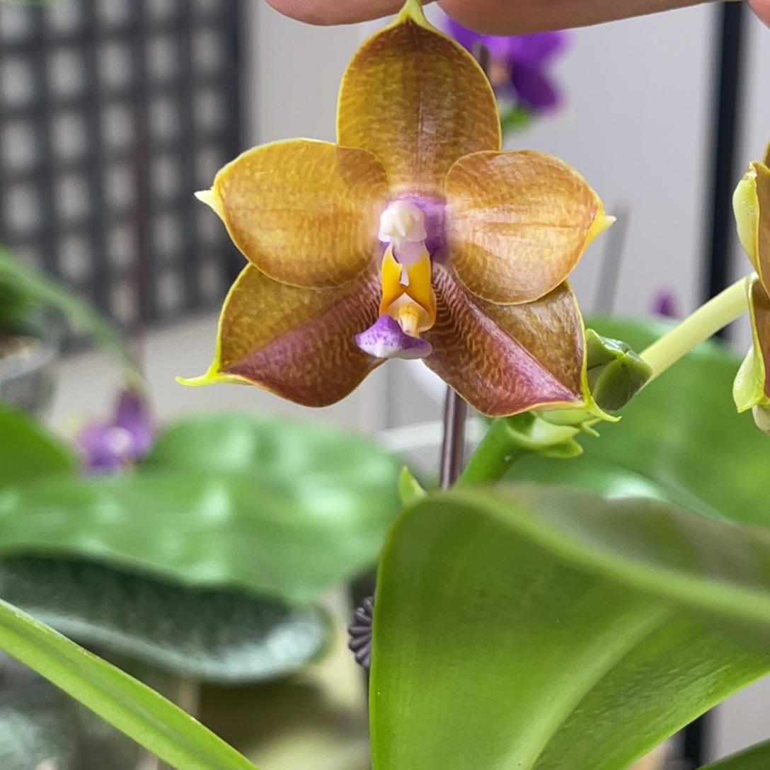 完全开放弥陀241-998