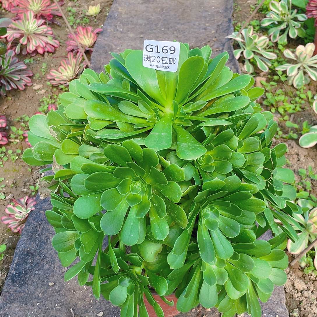 169绿羊绒多肉小损不包