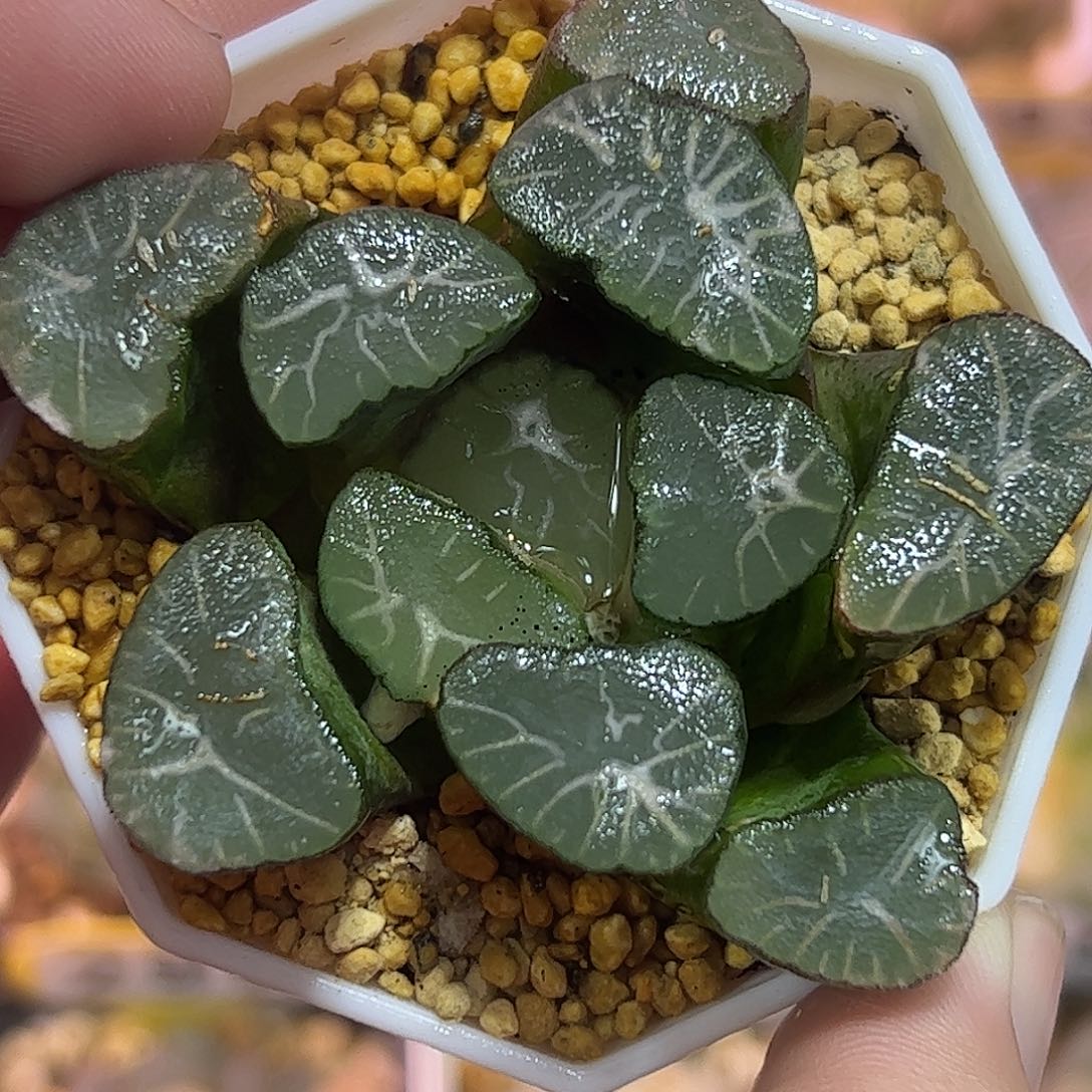 狮子神十二卷多肉植物满