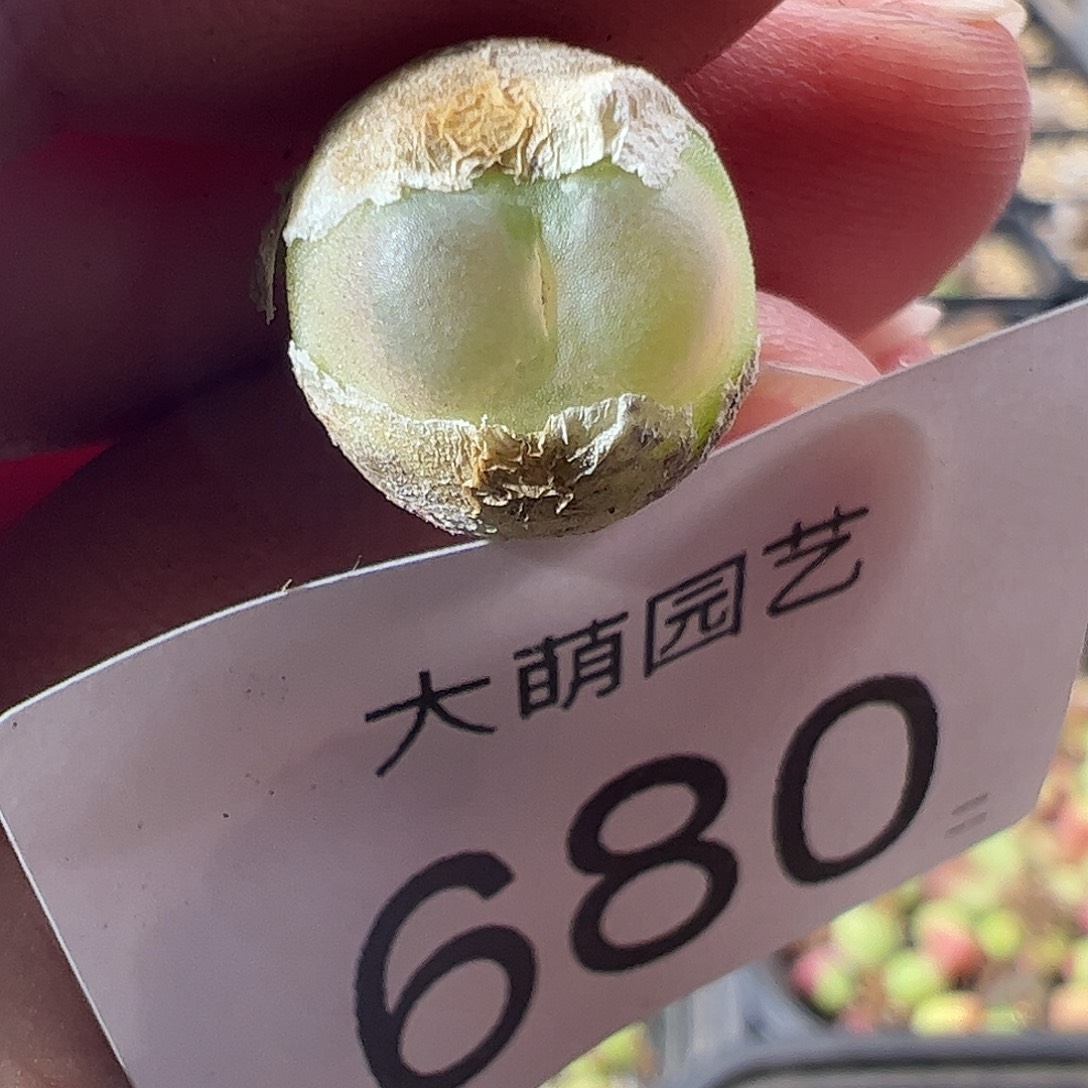 一物一拍。    680