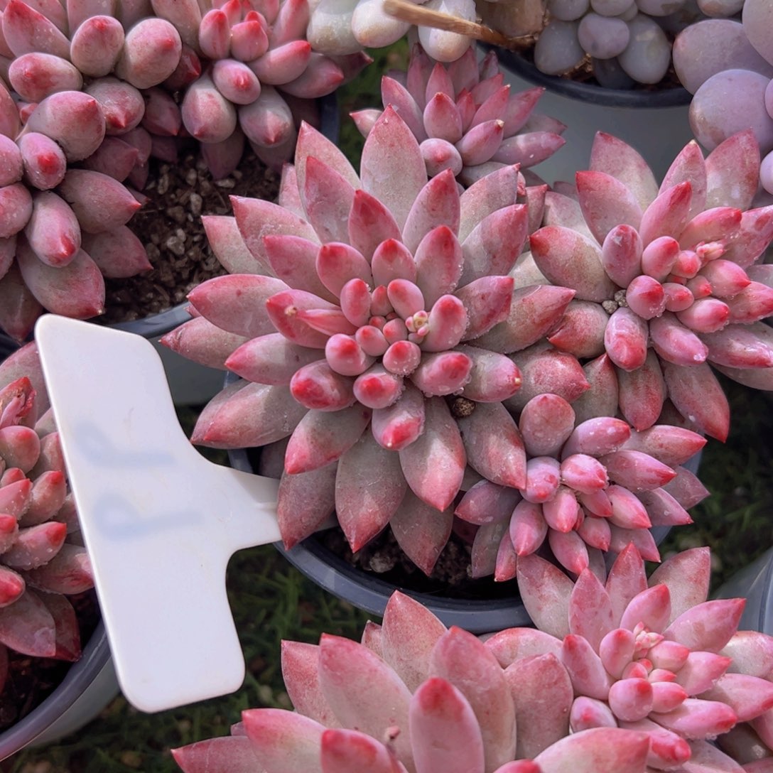 香玉的故事是一个人的