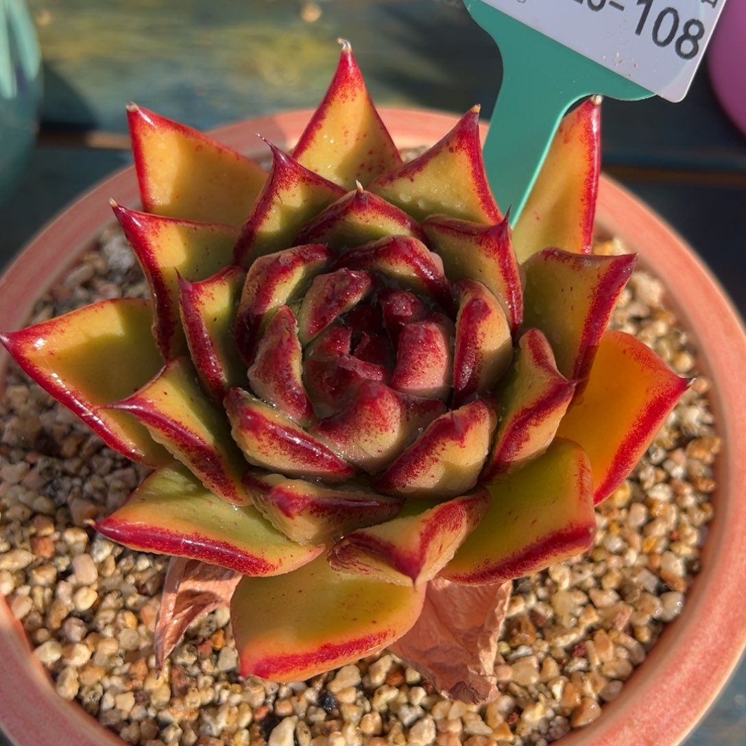 从前慢多肉精选编号0125.108