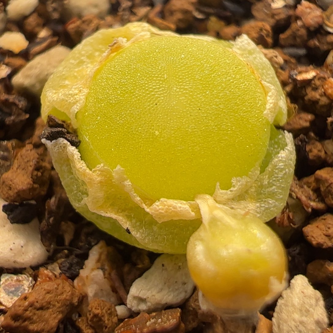 081哈默灯泡多肉植物百科