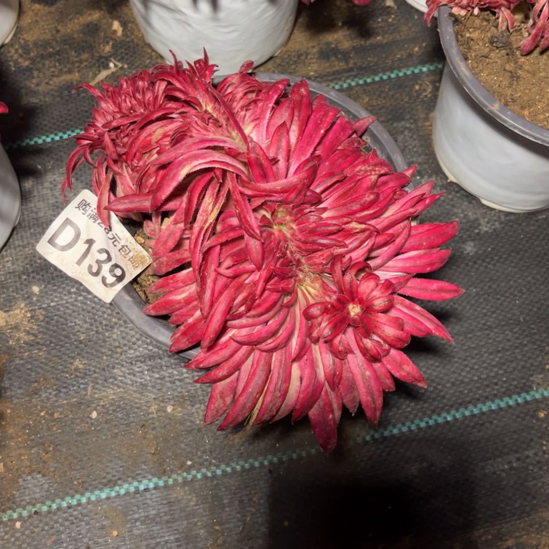 139多肉植物朱雀缀化