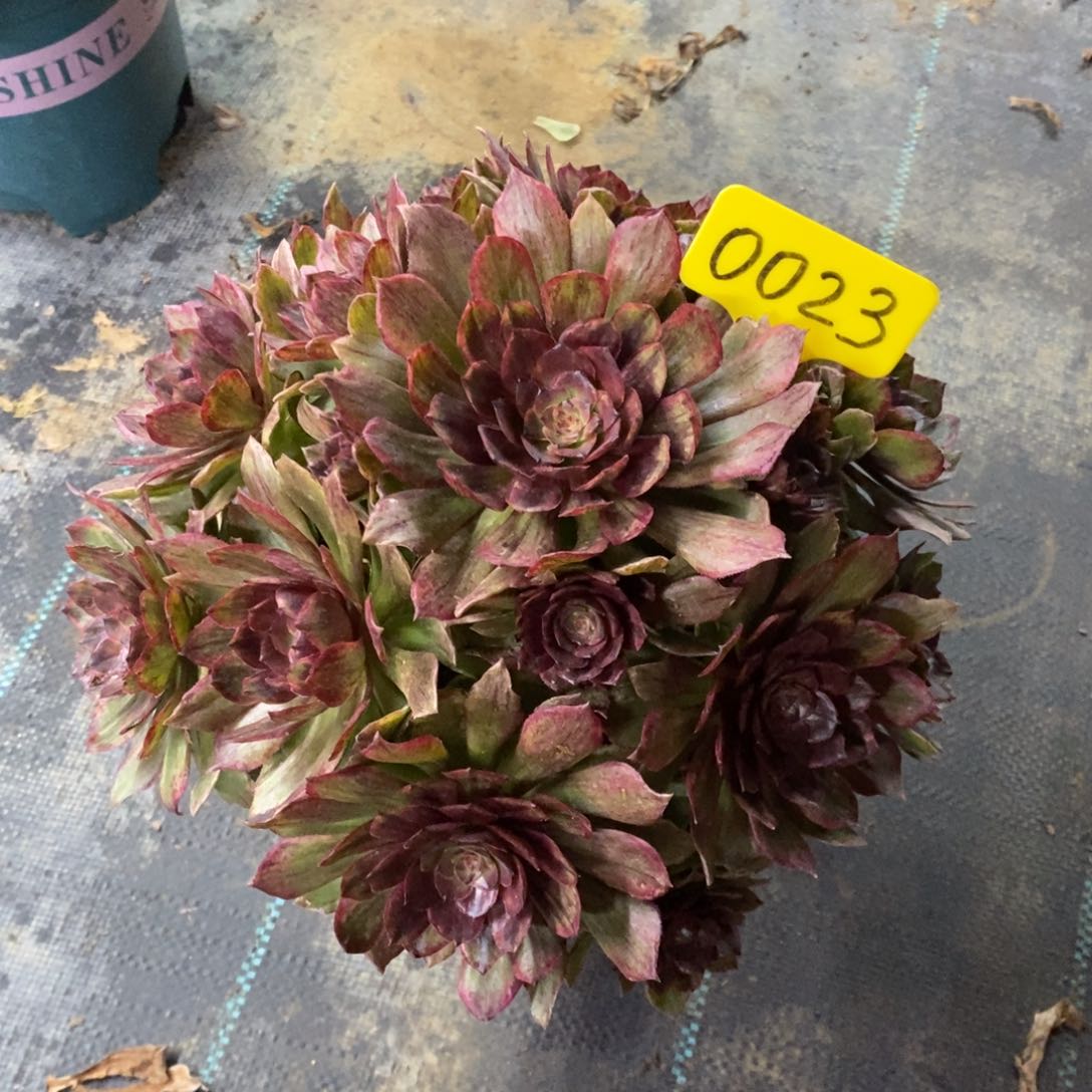 红陶0023红丝绒。 