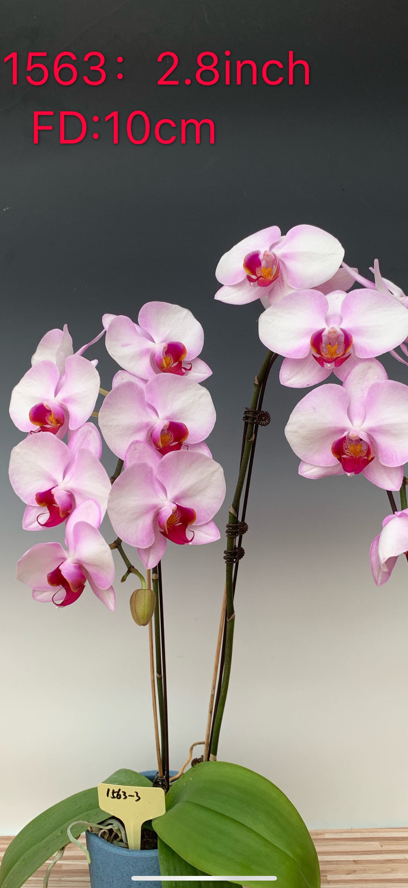 ch1563特级蝴蝶兰花苗新品3.0寸