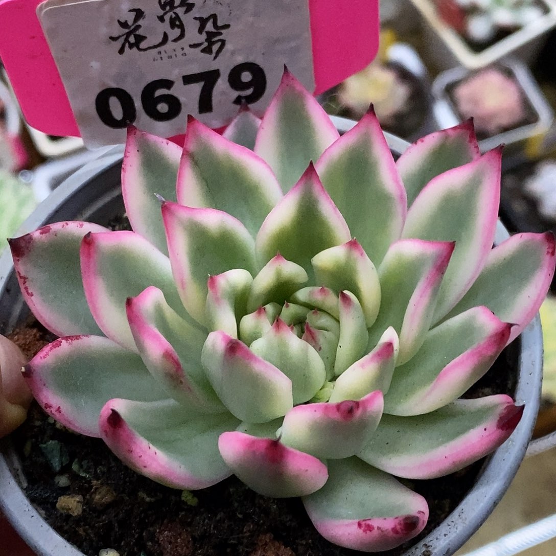 679头盖东云杂哈哈哈哈哈