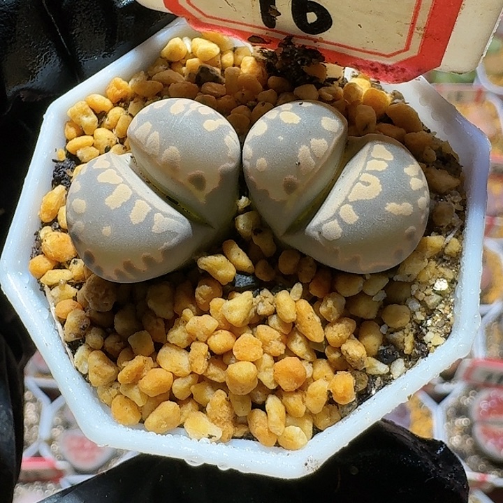 生石花2:：。生。 165号