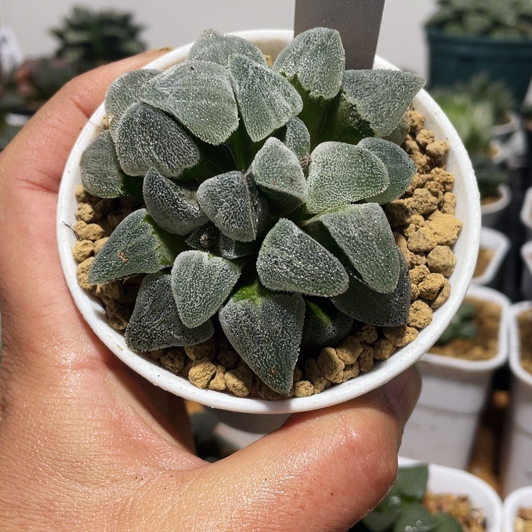 忘***尘直播间10号双头实生雪花磨面寿