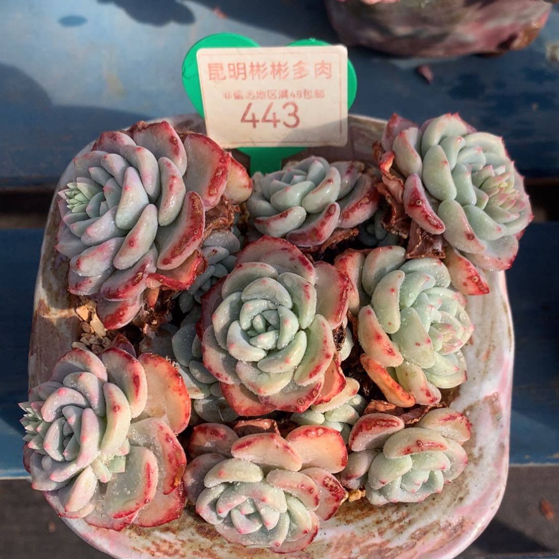 千山雪老桩无砍老桩443