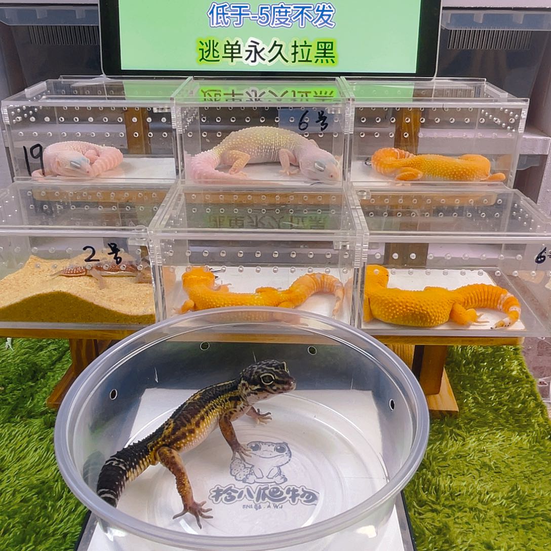 豹纹守宫守宫好看可爱迷人