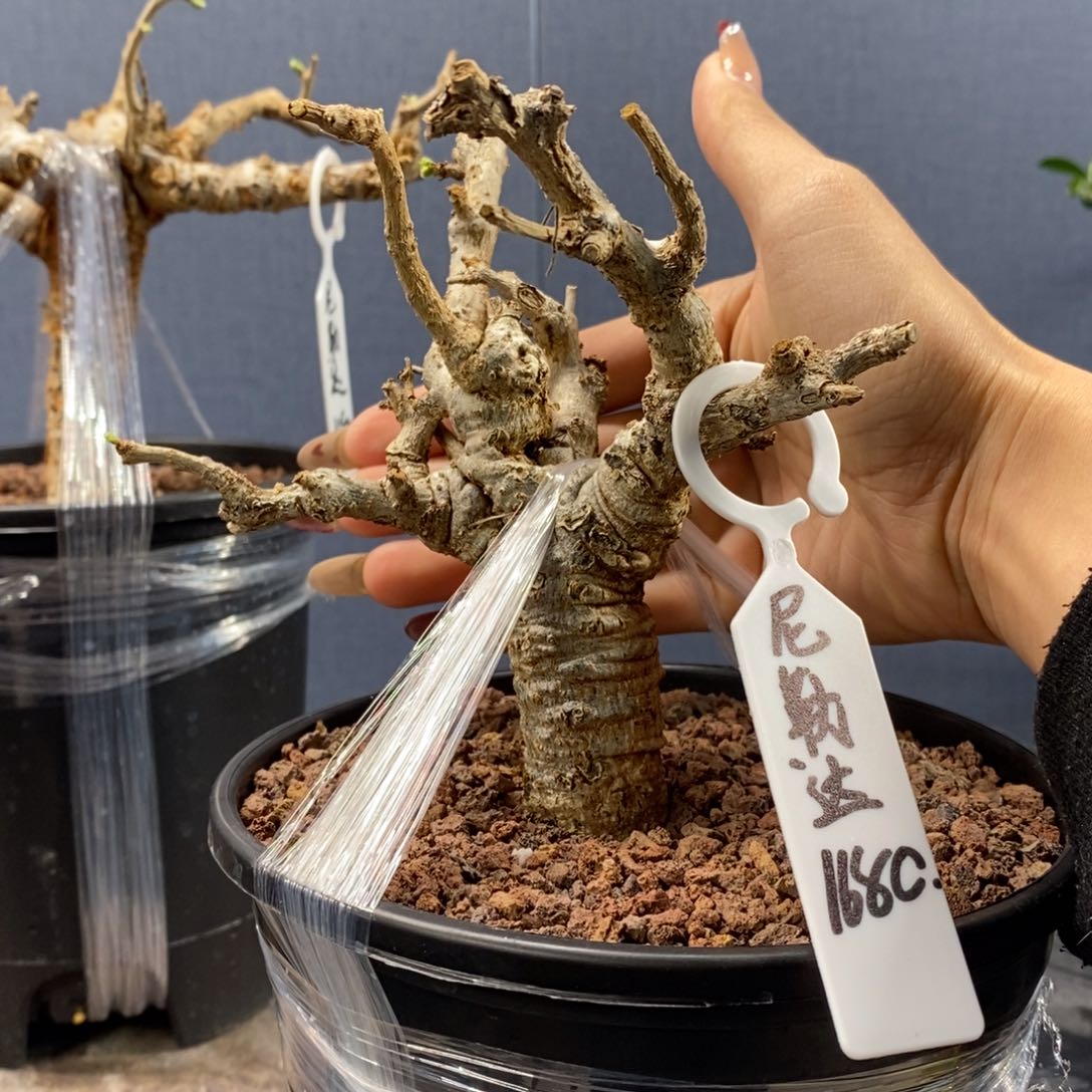 尼勒达乳香产地熟桩