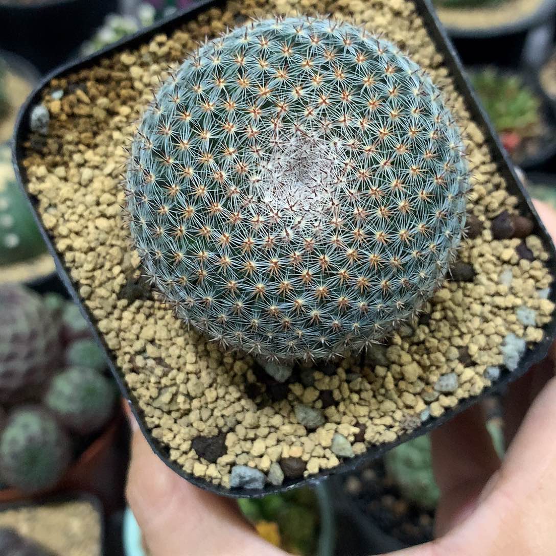 实生根雪娟丸仙人球