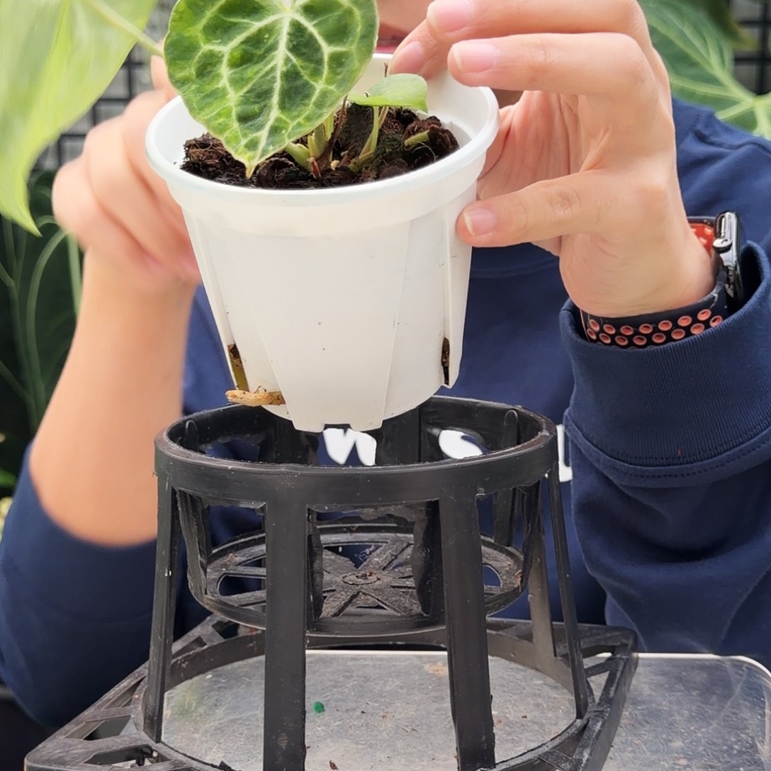 完全开放C145石化克莱恩