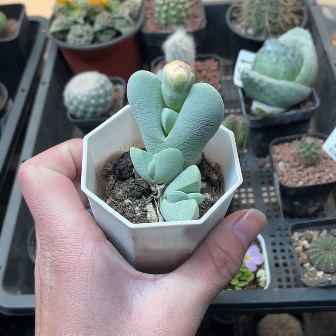 899神风玉（满18包邮）