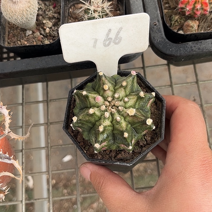 当前无花朵，栽培后可花朵