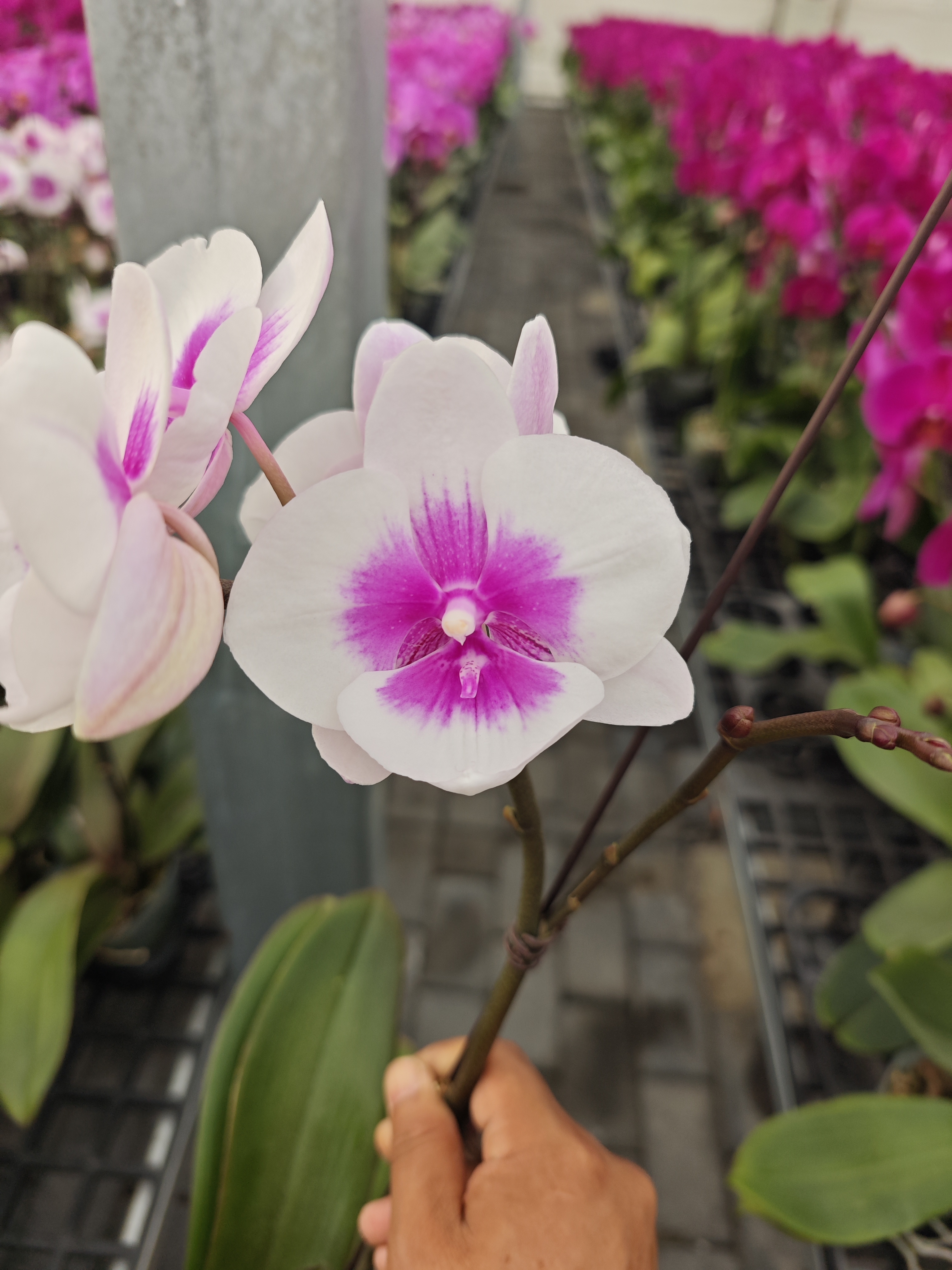 【凤凰鸟】蝴蝶兰  抽梗苗 3.寸杯