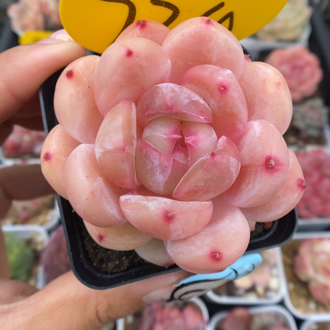 白雪珍妮可拍724号