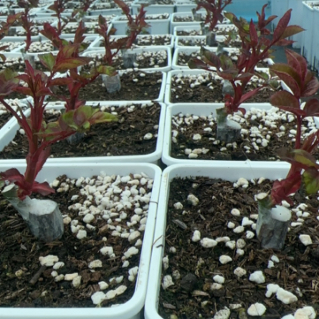 新品切花小苗一物一拍